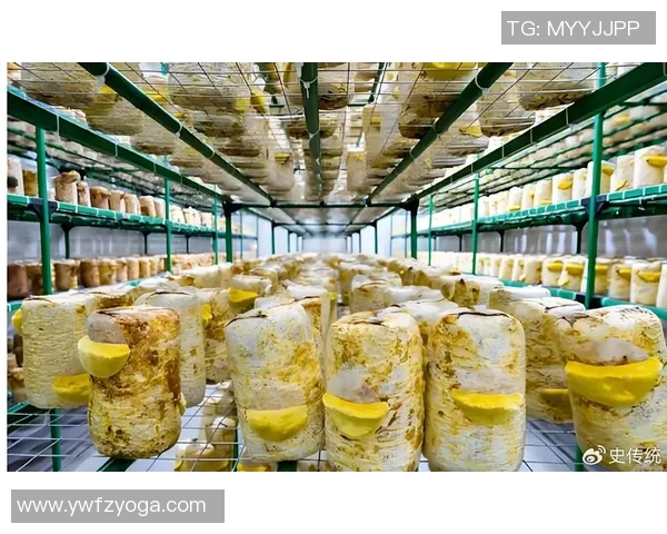 专业解析LNG市场动态与策略运用的深度剖析